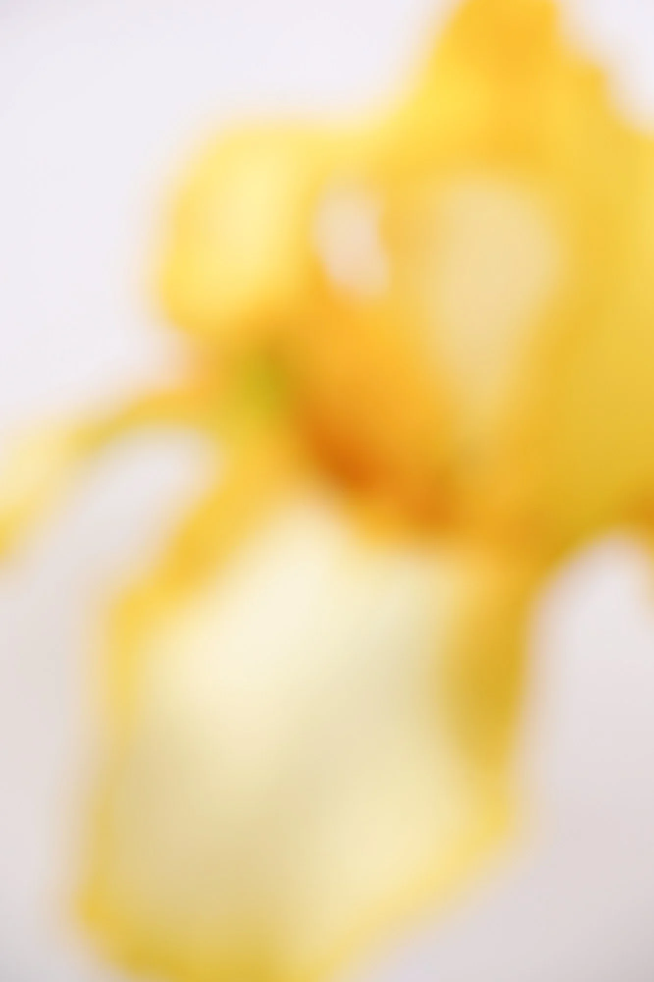 Blurred iris photograph 4