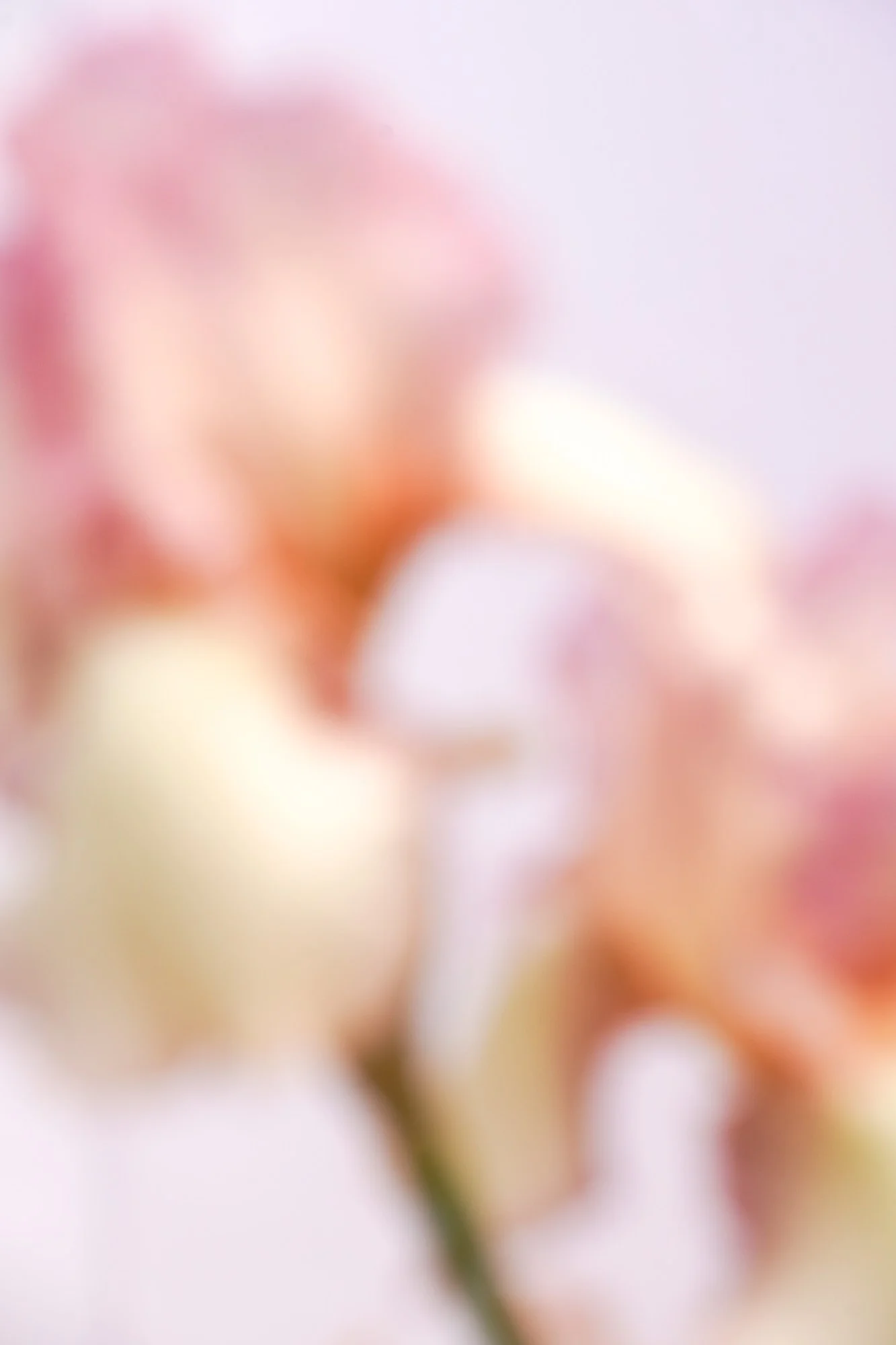 Blurred iris photograph 5