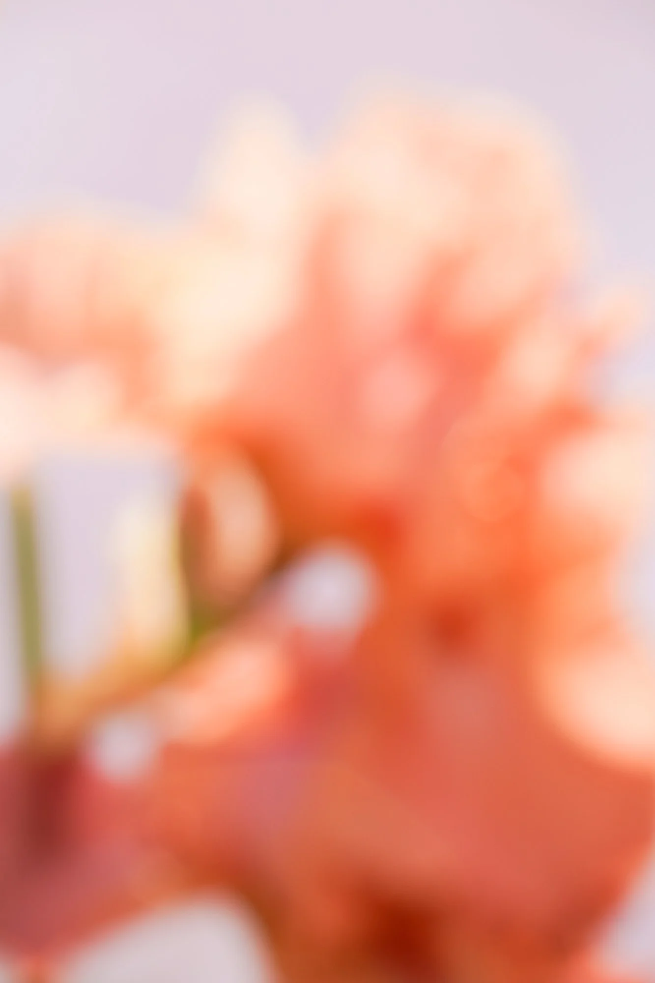 Blurred iris photograph 6