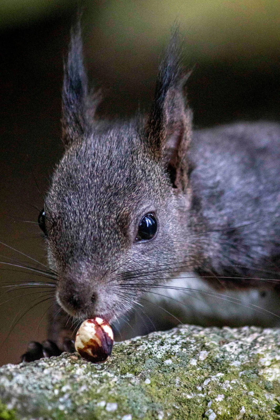 Squirrel with a hazelnut
