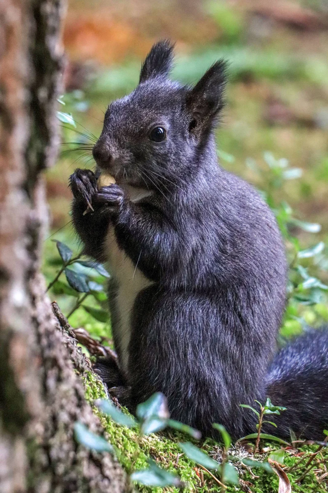 Black squirrel eating