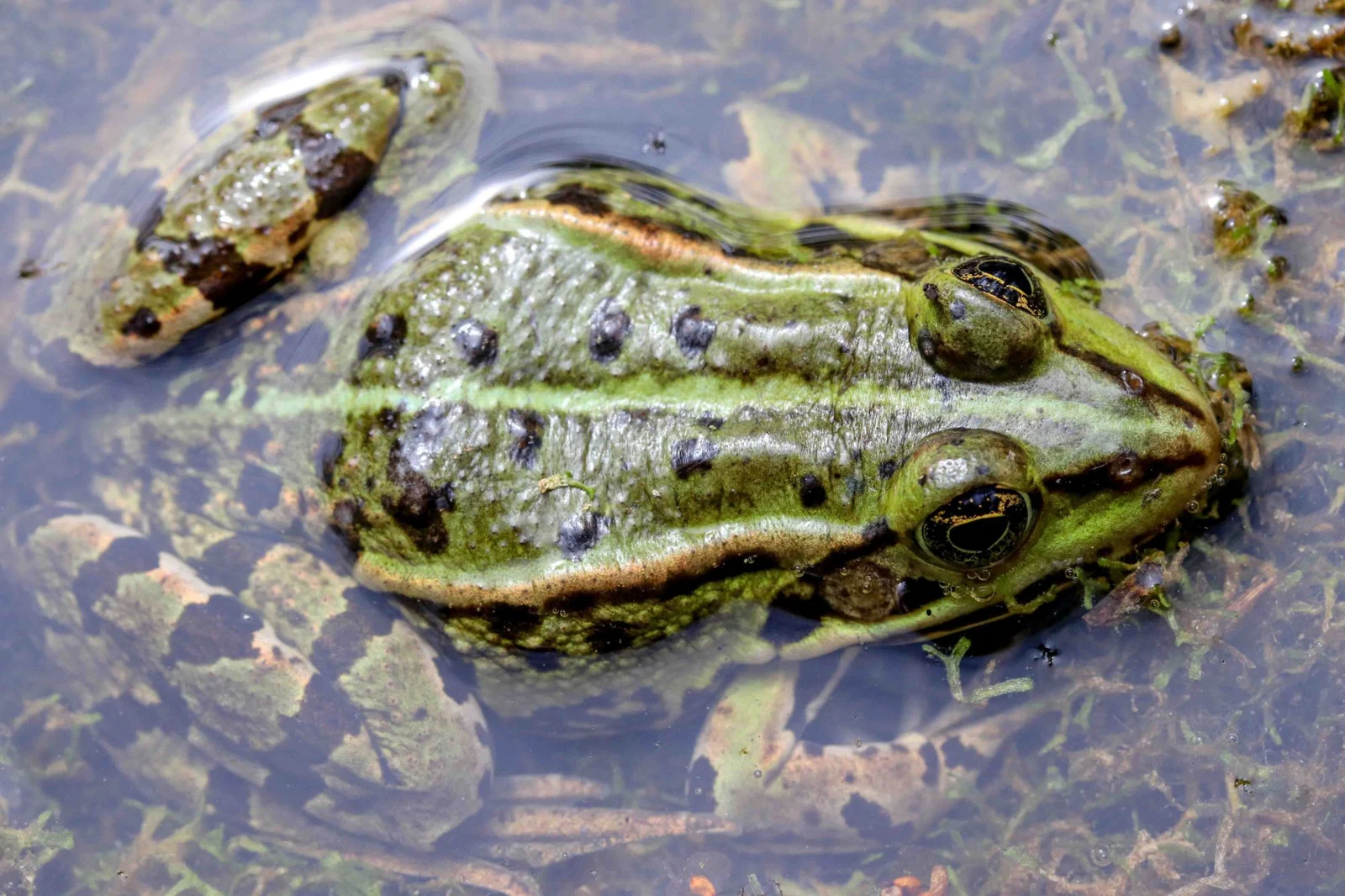 Frog in a pond