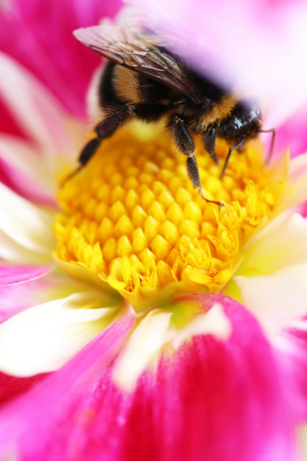 Bumblebee on a pink dahlia