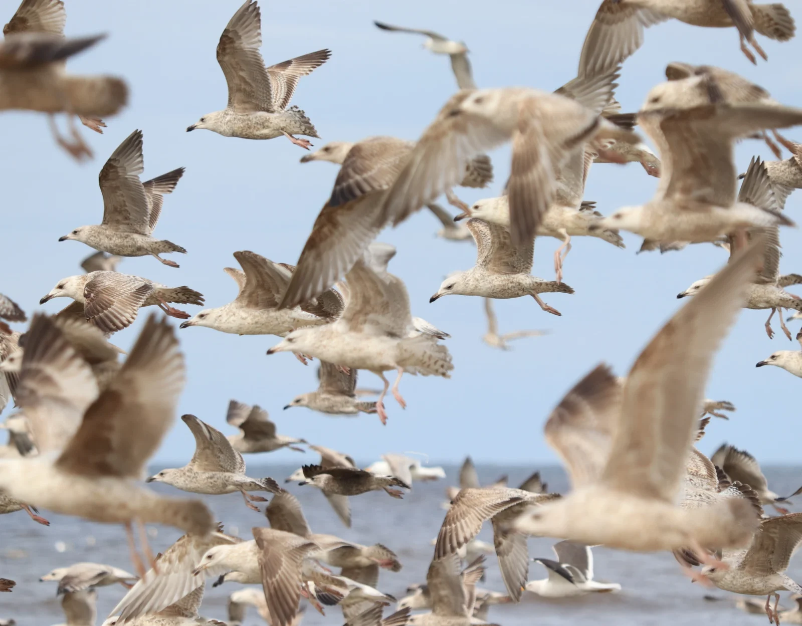 Flock of gulls over the sea
