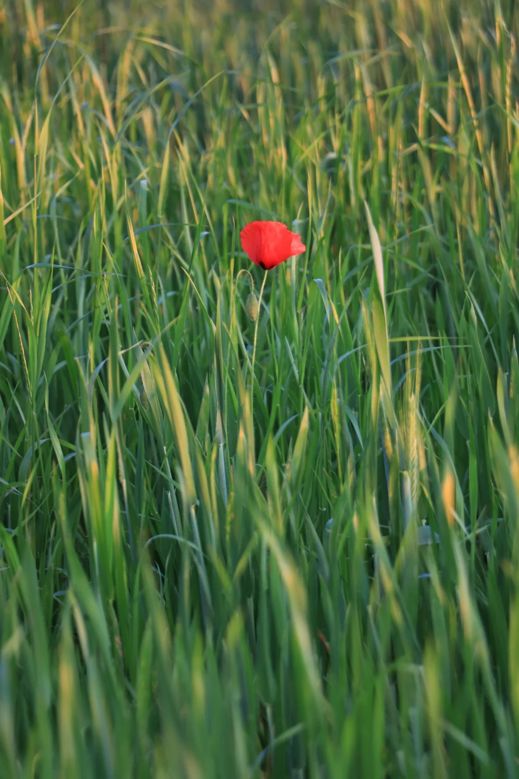 Poppy in a wheat field