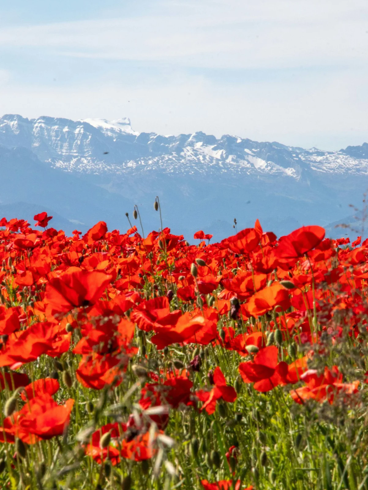 Poppy field in front of snowy mountains