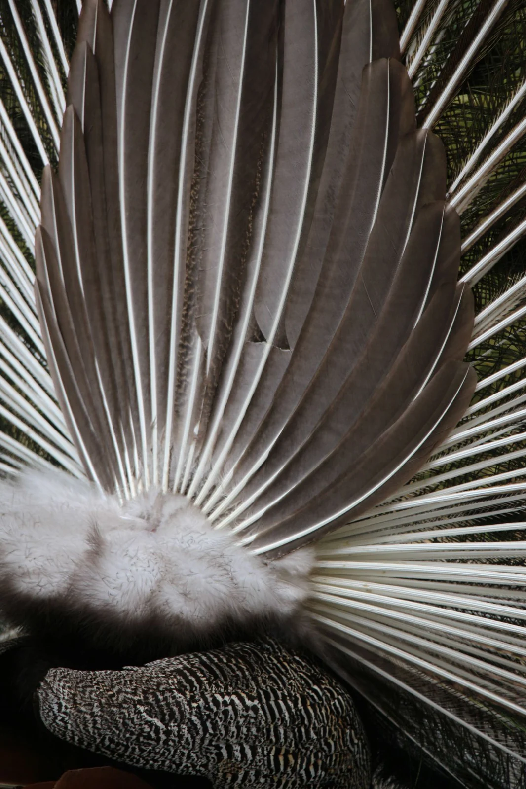 Peacock feathers from behind