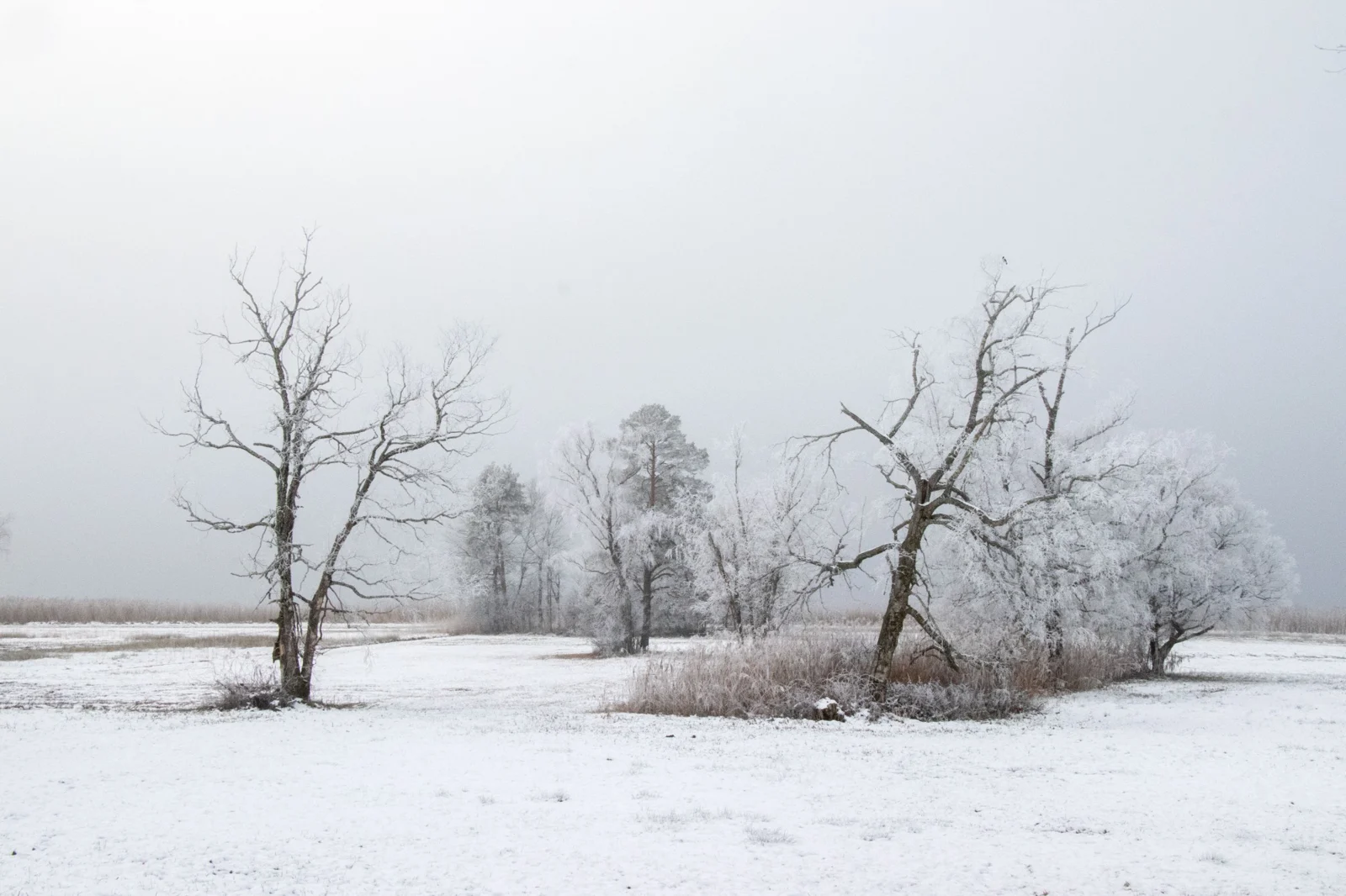 Hoarfrost on trees
