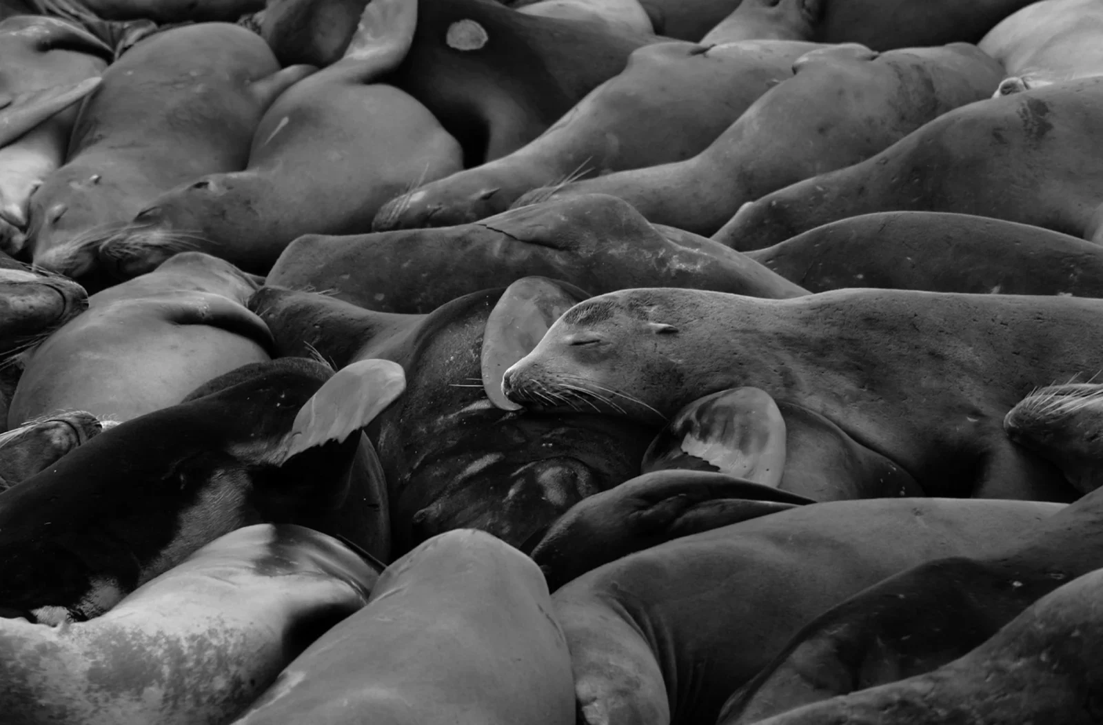 Sleeping sea lions