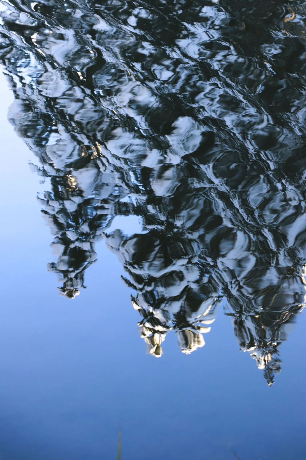 Trees reflected in rippling water