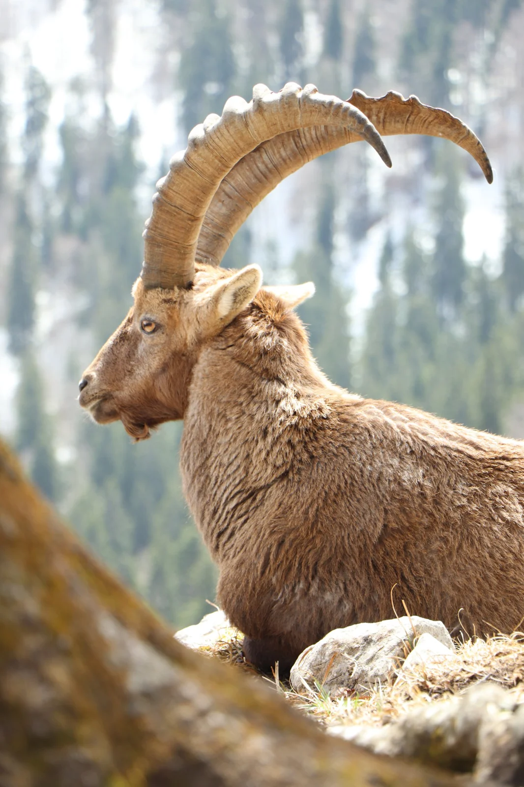 Ibex with large horns