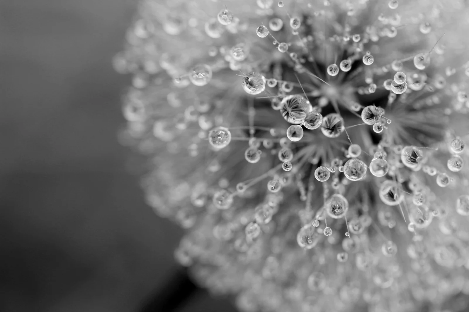 Water drops on a dandelion clock