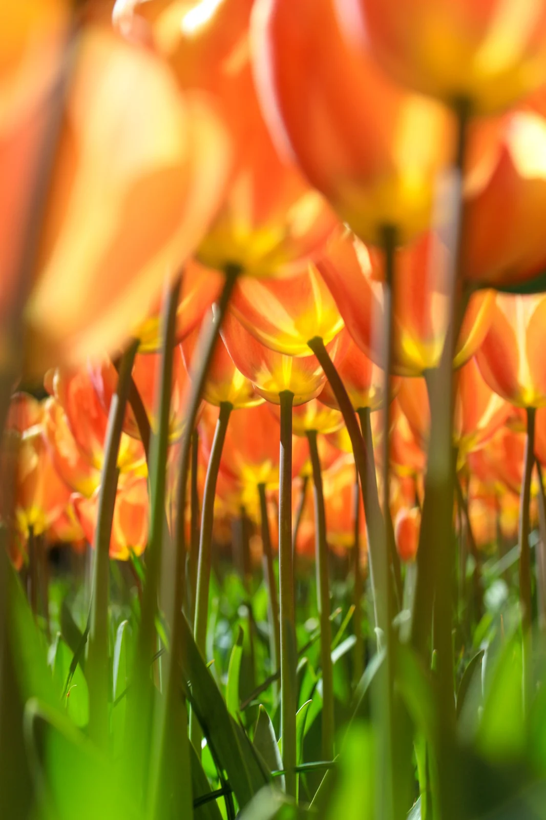 Tulips seen from below