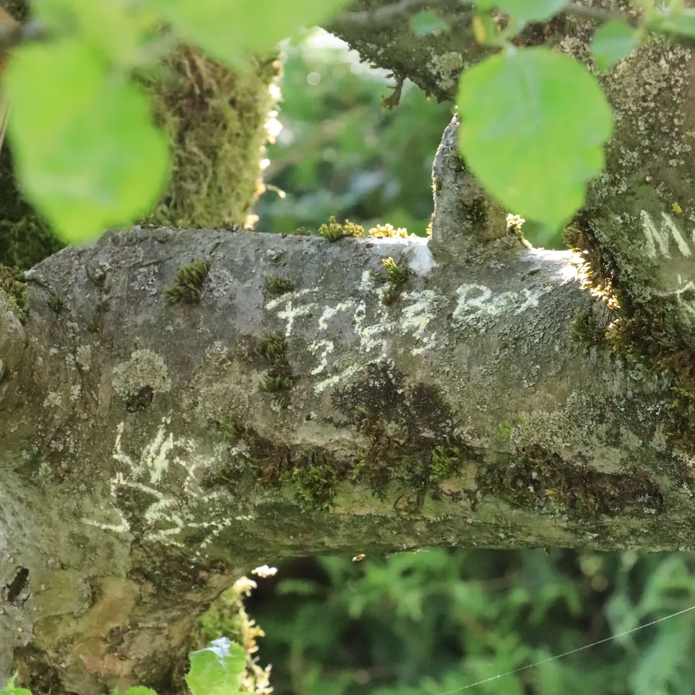 «FritzBox» written in chalk on a mossy tree branch